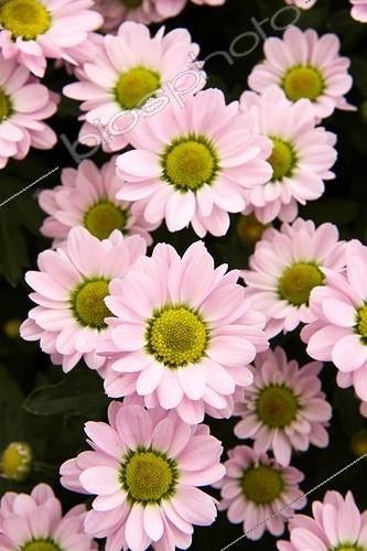 Biosphoto | 1490054 | Chrysanthemum 'Pico Sancho' in bloom in garden | &copy; Lamontagne / Biosphoto