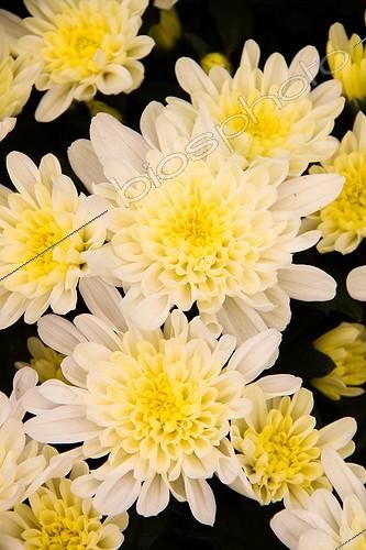 Biosphoto | 1490387 | Chrysanthemum 'Santana' in bloom in garden | &copy; Lamontagne / Biosphoto