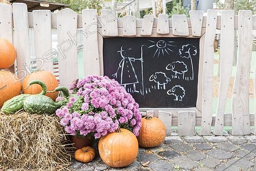Biosphoto | 2150433 | Chrysanthemum, two-tone pear squash and pumpkins set in front of a picket fence, in a garden, autumn, Germany | &copy; Yann Avril / Biosphoto