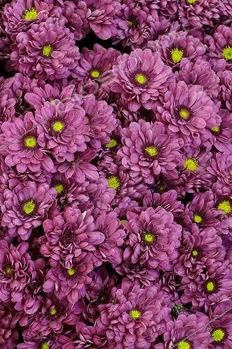 Biosphoto | 171788 | Chrysanthemum 'Zephyr'  | &copy; Hervé Lenain / Biosphoto