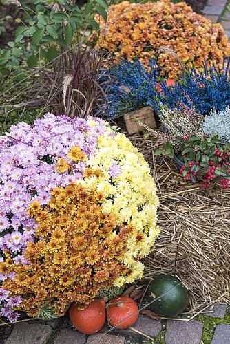 Biosphoto | 2094074 | Chrysanthemums and pumpkins in a garden in autumn, Germany | &copy; Yann Avril / Biosphoto