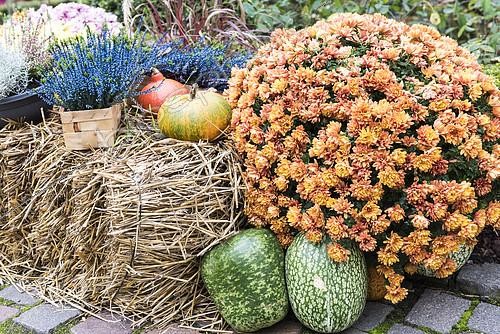 Biosphoto | 2094073 | Chrysanthemums and squash in a garden in autumn, Germany | &copy; Yann Avril / Biosphoto