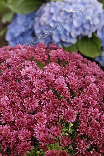 Biosphoto | 502898 | Chrysanthemums flowers purple variety Bajio | &copy; Denis Bringard / Biosphoto