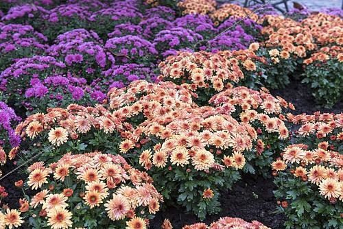Biosphoto | 2150425 | Chrysanthemums in bloom in a garden, autumn, Germany | &copy; Yann Avril / Biosphoto