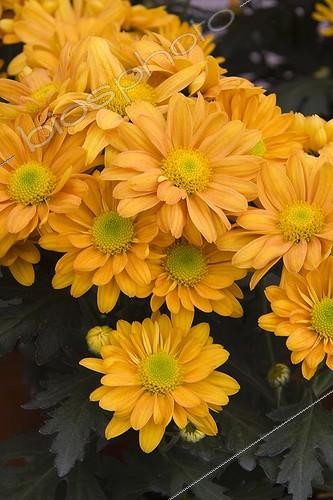 Biosphoto | 1275206 | Chrysanthemums 'Mindanao', June | &copy; Lamontagne / Biosphoto