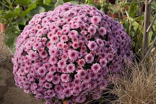 Biosphoto | 726258 | Chrysanthemums 'Multifleurs' in bloom in a garden | &copy; NouN / Biosphoto