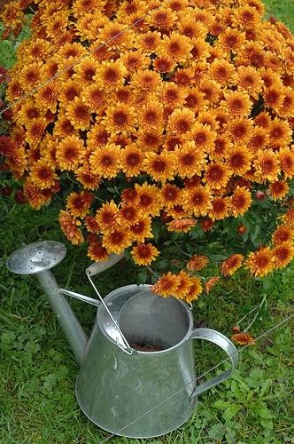 Biosphoto | 1962695 | Chrysanthemums 'Pompon Orange' and watering can in a garden | &copy; Catherine Fruhinsholz / Biosphoto
