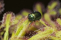 Biosphoto | 602547 | Chrysomèle sur Rossolis Munich Bavière Allemagne | &copy; Reinhard Dirscherl / Biosphoto