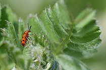 Biosphoto | 1254640 | Chrysomèle sur une feuille de Lupin en Touraine France | &copy; Patrick Glaume / Biosphoto