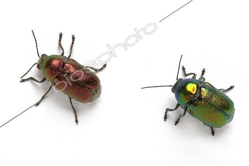 Biosphoto | 1251082 | Chrysomelids on white background | &copy; Michel Gunther / Biosphoto