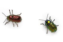 Biosphoto | 1251083 | Chrysomelids on white background | &copy; Michel Gunther / Biosphoto