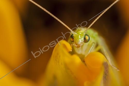 Biosphoto | 1852012 | Chrysope dans une fleur France | &copy; Olivier Miniato / Biosphoto