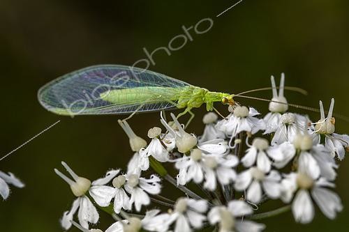 Biosphoto | 2602756 | Chrysope verte (Chrysoperla carnea) sur une inflorescence de Cerfeuil de Villars (Chaerophyllum villarsii), Hautes-Alpes, France | &copy; Marie Aymerez / Biosphoto