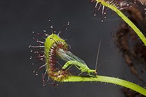 Biosphoto | 964766 | Chrysope verte piégée par une Droséra Bavière Allemagne | &copy; Reinhard Dirscherl / Biosphoto