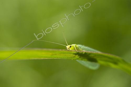 Biosphoto | 2041070 | Chrysope verte sur un brin d'herbe - France  | &copy; Monique Berger / Biosphoto