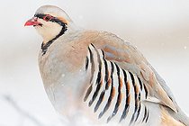 Biosphoto | 2551361 | Chukar Partridge (Alectoris chukar) adult on the ground in winter in Ladakh | &copy; Bastien Chaix / Biosphoto