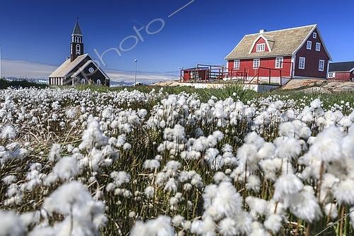 Biosphoto | 2614960 | Church and historic building in front of blue sky, cotton grass, summer, Zion's Church, Jakobshavn Glacier and Icefjord, Ilulissat, Disko Bay, West Greenland, Greenland | &copy; Martina Melzer / imageBROKER / Biosphoto