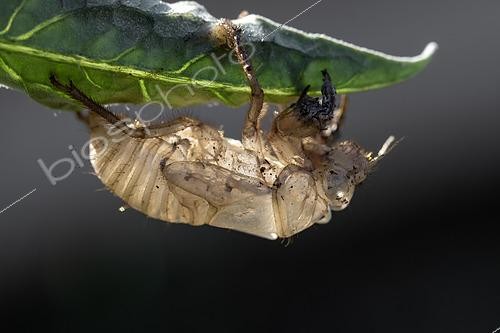 Biosphoto | 2549145 | Cicada (Cicada orni) nymphal exuvium on Tomato leaf, Bouches-du-Rhone, France | &copy; Marie Aymerez / Biosphoto