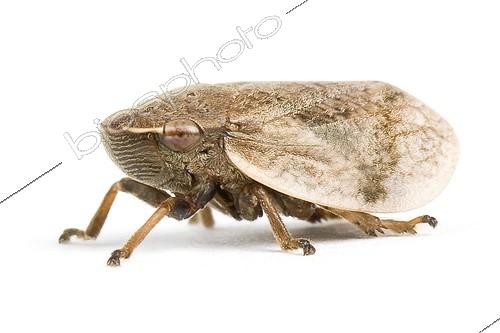 Biosphoto | 1120526 | Cicadelle écumeuse en studio sur fond blanc ; Cet insecte, comme toutes les cicadelles, se nourrit de la sève des végétaux en les piquant grâce à son rostre. <br>Il est suspecté d'être vecteur de la bactérie Xylella fastidiosa, responsable d'épidémies mortelles touchant de nombreuses plantes cultivées, dont celle qui décime depuis 2013 les oliviers en Italie.  | &copy; Michel Gunther / Biosphoto