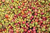 Biosphoto | 2575249 | Cider apples, Sarthe, France | &copy; Michel Gile / Biosphoto