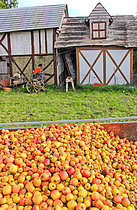 Biosphoto | 2609787 | Cider apples, Ségrie, Sarthe, France | &copy; Michel Gile / Biosphoto