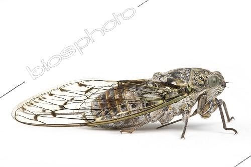 Biosphoto | 1118060 | Cigale de l'Orne en studio sur fond blanc | &copy; Michel Gunther / Biosphoto