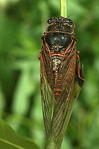 Biosphoto | 92707 | Cigale sur une tige au mois de juillet Puy-de-Dôme France | &copy; Joël Héras / Biosphoto