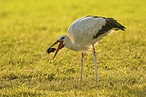 Biosphoto | 2609607 | Cigogne blanche (Ciconia ciconia) capturant un taupe d'Europe (Talpa europaea), Bavière, Allemagne. | &copy; Matthias Delle / imageBROKER / Biosphoto
