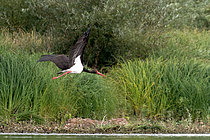 Biosphoto | 2609330 | Cigogne noire (Ciconia nigra) en vol près de Cosne-Cours-sur-Loire en septembre, Nièvre, France | &copy; Pierre Vernay / Biosphoto