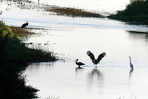 Biosphoto | 2609320 | Cigognes noires (Ciconia nigra) et Grande aigrette (Ardea alba) à l'aube vers Cosne-Cours-sur-Loire en septembre, Nièvre, France | &copy; Pierre Vernay / Biosphoto