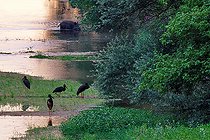 Biosphoto | 2588083 | Cigognes noires (Ciconia nigra) et Sanglier d'Eurasie ( Sus scofa) dans un bras de Loire près de Cosne au lever du jour, Nièvre, France | &copy; Pierre Vernay / Biosphoto