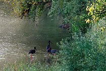 Biosphoto | 2609319 | Cigognes noires (Ciconia nigra) pêchant dans la Loire vers Cosne-Cours-sur-Loire en septembre, Nièvre, France | &copy; Pierre Vernay / Biosphoto