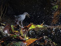 Biosphoto | 2570684 | Cincle d'Amérique (Cinclus americanus ardesiacus) transportant du matériel de nidification, Chiriqui Highlands, Panama | &copy; Ignacio Yufera / Biosphoto