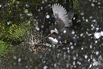 Biosphoto | 2133895 | Cincle plongeur (Cinclus cinclus) accouplement sous une cascade, Parc naturel régional des Vosges du Nord, France | &copy; Michel Rauch / Biosphoto