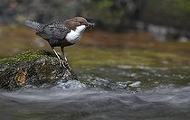 Biosphoto | 2133897 | Cincle plongeur (Cinclus cinclus) au bord de l'eau, Parc naturel régional des Vosges du Nord, France | &copy; Michel Rauch / Biosphoto