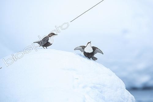 Biosphoto | 2576973 | Cincle plongeur (Cinclus cinclus) - En parade posé sur la neige dans une ambiance hivernale dans la région de Kuusamo en Finlande | &copy; Michael Adam / Biosphoto