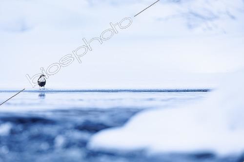 Biosphoto | 2576988 | Cincle plongeur (Cinclus cinclus) - posé sur la glace dans une ambiance hivernale dans la région de Kuusamo en Finlande | &copy; Michael Adam / Biosphoto