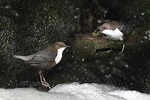 Biosphoto | 2133902 | Cincle plongeur (Cinclus cinclus) proposition de construction de nid du mâle à la femelle sous une cascade, Parc naturel régional des Vosges du Nord, France | &copy; Michel Rauch / Biosphoto