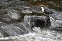 Biosphoto | 2122751 | Cincle plongeur (Cinclus cinclus) sur un rocher dans un torrent, Parc naturel régional des Vosges du nord, France | &copy; Michel Rauch / Biosphoto