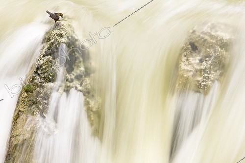Biosphoto | 828267 | Cincle plongeur sur un rocher Gorges du Verdon France ; GRAND PRIX « Toutes catégories confondues » au Concours du Festival de l'Oiseau et de la Nature | &copy; David Allemand / Biosphoto