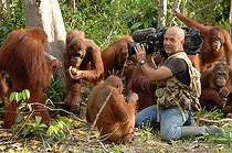 Biosphoto | 1254306 | Cinéaste animalier filmant des Orang-outans Ile de Bornéo | &copy; Alain Compost  / Biosphoto