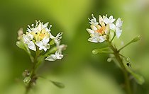 Biosphoto | 2545025 | Circée des Alpes (Circaea alpina) en fleurs, Parc naturel régional des Vosges du Nord, France | &copy; Michel Rauch / Biosphoto