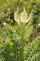 Biosphoto | 1250778 | Cirse très épineux Mont-Cenis Alpes France | &copy; Claude Balcaen / Biosphoto