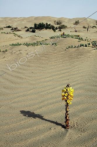 Biosphoto | 110207 | Cistanche poussant dans le sable Lagune de Naïla Maroc ; Sahara occidental. | &copy; Jean-Lou Zimmermann / Biosphoto
