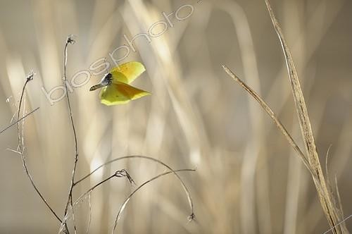 Biosphoto | 919358 | Citron de Provence en vol au début du printemps | &copy; Ghislain Simard / Biosphoto