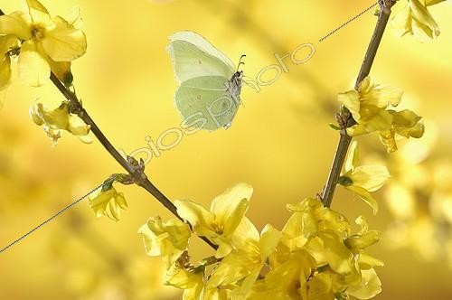 Biosphoto | 920512 | Citron en vol parmi les fleurs de Forsythias Vosges France | &copy; Ghislain Simard / Biosphoto