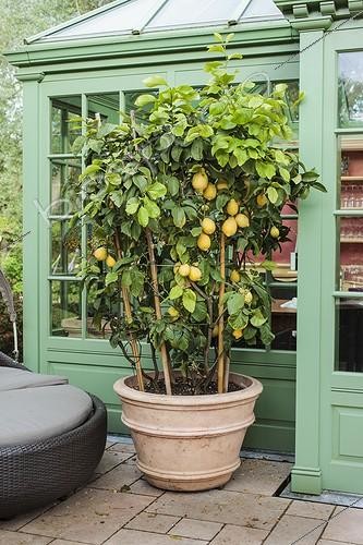 Biosphoto | 2046431 | Citronnier des Quatre Saisons en pot sur une terrasse  ; Création Manfred Siegwarth. | &copy; Jean-Michel Groult / Biosphoto