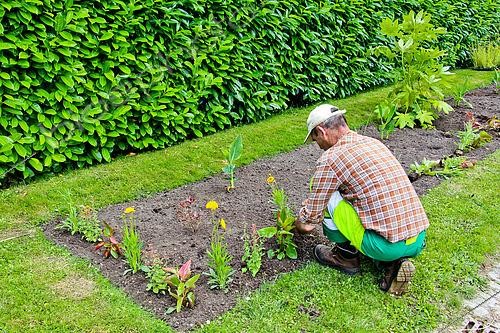 Biosphoto | 2585183 | City gardener planting flowers in a flowerbed at Parc de Tesse, public garden, Le Mans, Sarthe, Pays de la Loire, France | &copy; Michel Gile / Biosphoto