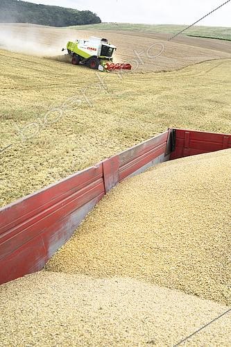 Biosphoto | 2578809 | Claas harvester emptying its barley hopper into a red bucket. | &copy; Claudius Thiriet / Biosphoto