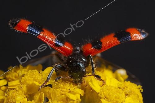 Biosphoto | 2078173 | Clairon des ruches (Trichodes alvearius) élytres ouvertes, prêt à s'envoler, France. | &copy; Olivier Miniato / Biosphoto